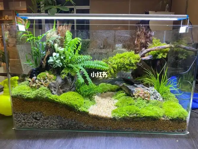 超赞的鱼缸景观喜不喜欢呢