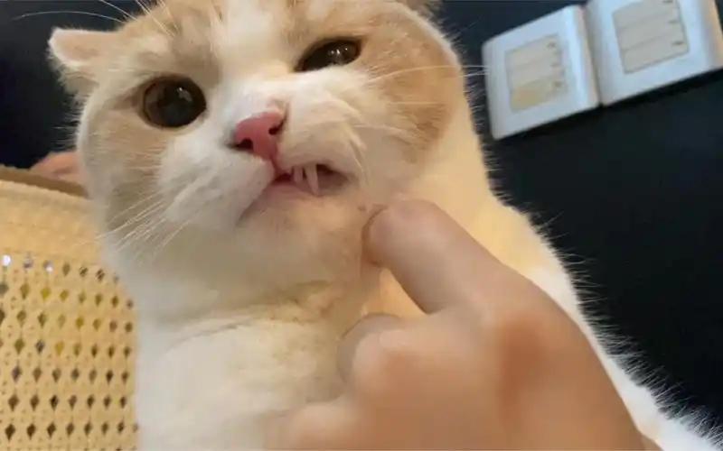 猫咪压胡子呲牙好可爱