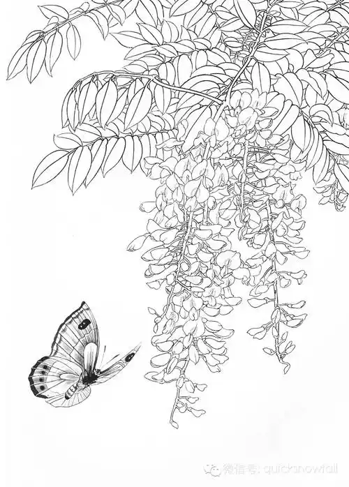 国画基础教程工笔蝴蝶画法与线描画谱