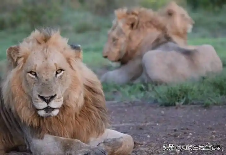 小魔鬼雄狮联盟七兄弟被赶出家门跟随着父亲一起流浪