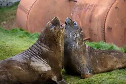 海狮海豹轻松图片-海狮海豹轻松素材-海狮海豹轻松插画-摄图新视界