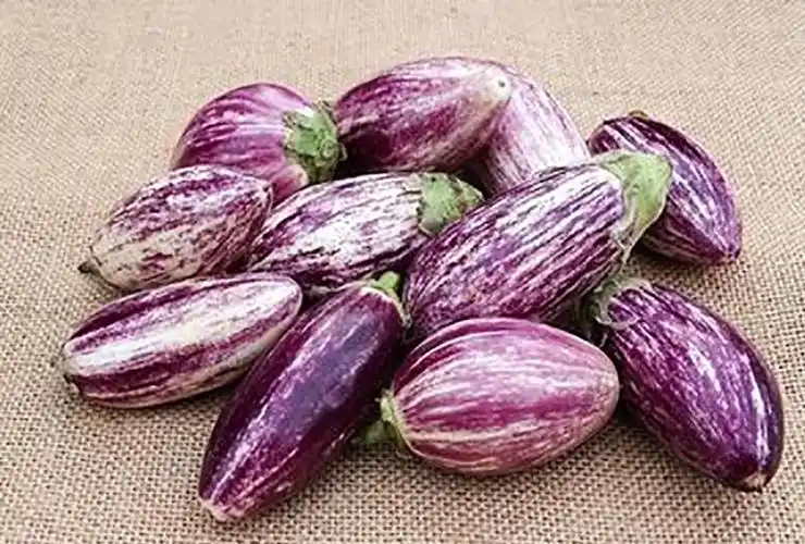 哪些"茄子"品种不怕黑?