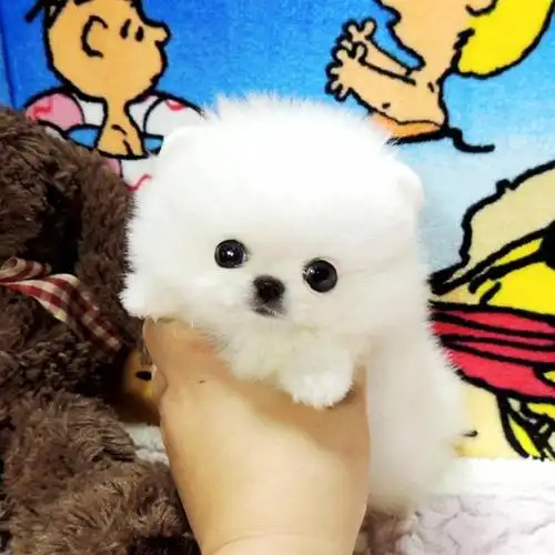 1,茶杯狗照片(茶杯狗50元一只)