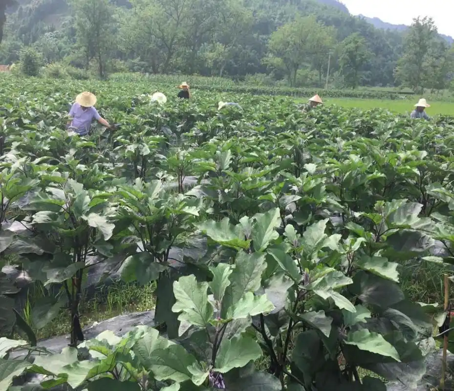 【产业发展】大河镇合江村茄子喜迎丰收