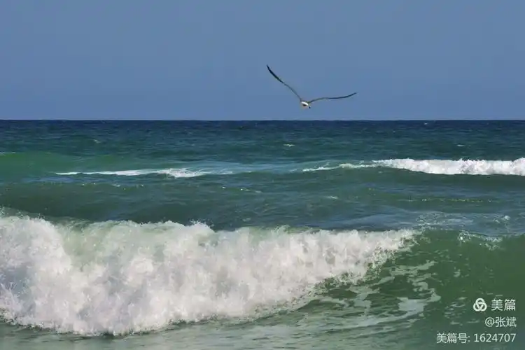 海鸥在大海中飞翔