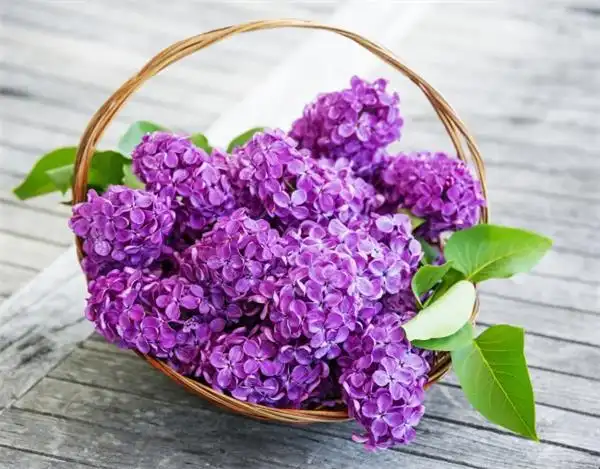 一篮紫色丁香花图片