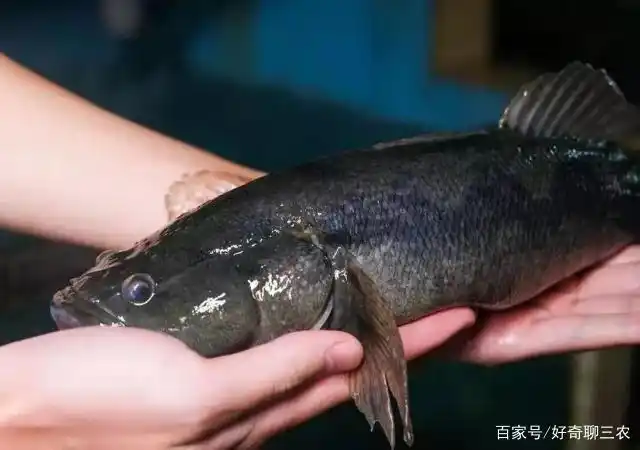 养殖笋壳鱼的新手们,在管理上你做到位了吗?管理笋壳鱼可要细心