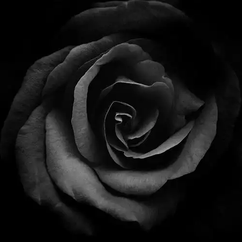 黑色背景下的玫瑰特写图片下载