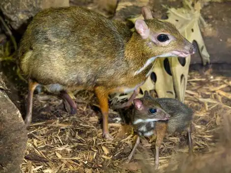 mouse deer 3 unusual cute animal