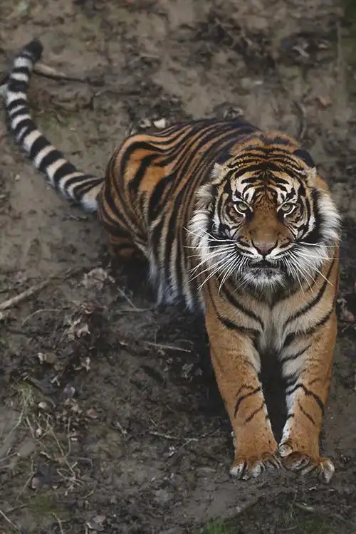 心理测试:你认为哪只老虎最凶狠?测你和你另一半的感情会如何