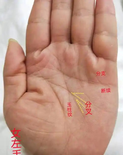 手相:婚姻容易不和,有人帮你!_智慧_分叉_生活