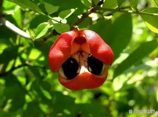 长在树上的冰淇淋,像流星锤一样的水果,这些奇妙的水果你见过几个?