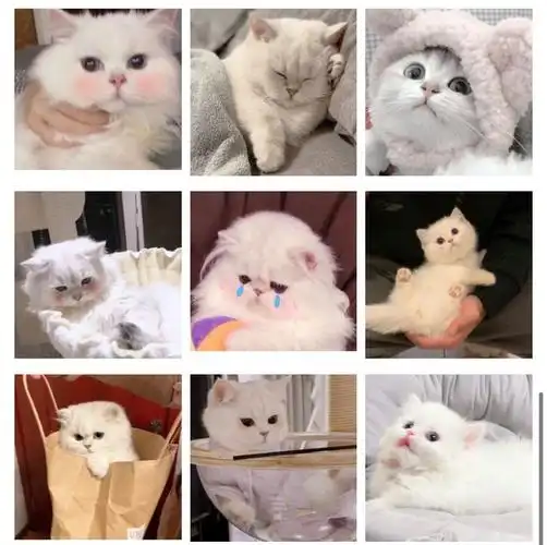 萌宠头像猫咪男女情侣闺蜜可爱搞怪动物头像