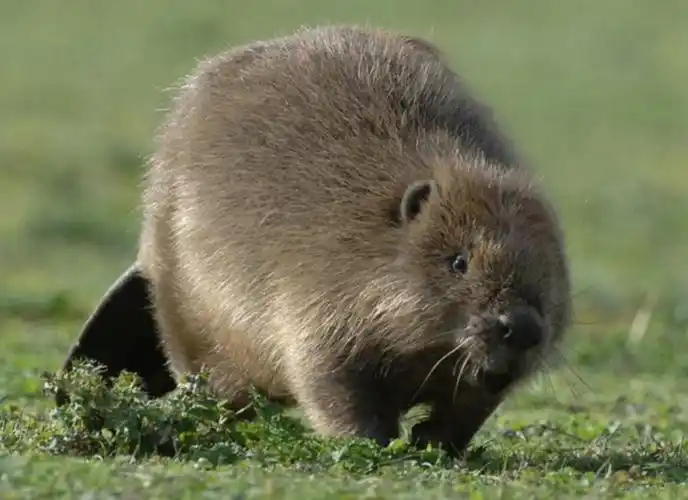 加拿大男子给河狸拍照时遭攻击获警察解救