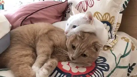 甜甜蜜蜜两只小猫咪的恩爱日常,总被铲屎官破坏!