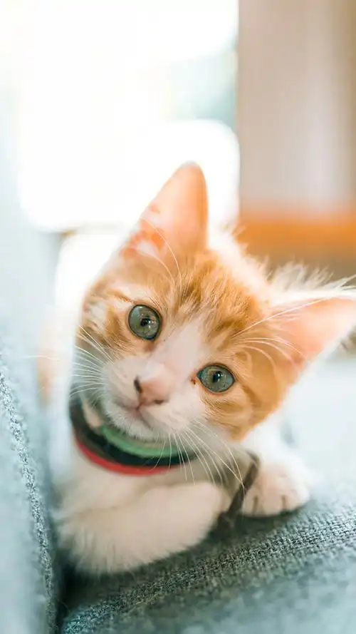 萌宠小猫咪图片壁纸_可爱小黄猫咪手机壁纸_三千图片网