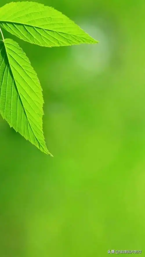 绿色养眼图片,绿色护眼图片手机壁纸(绿色清新 高清护眼壁纸美图)