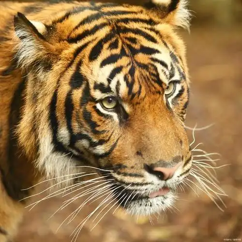 老虎是世界上最凶猛的肉食动物之一,它们是猫科动物中的最大物种.