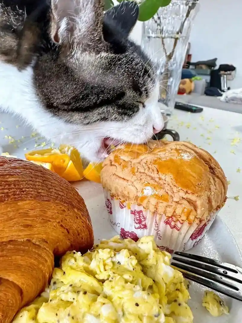 今日份up主大口吃面包92· - 抖音