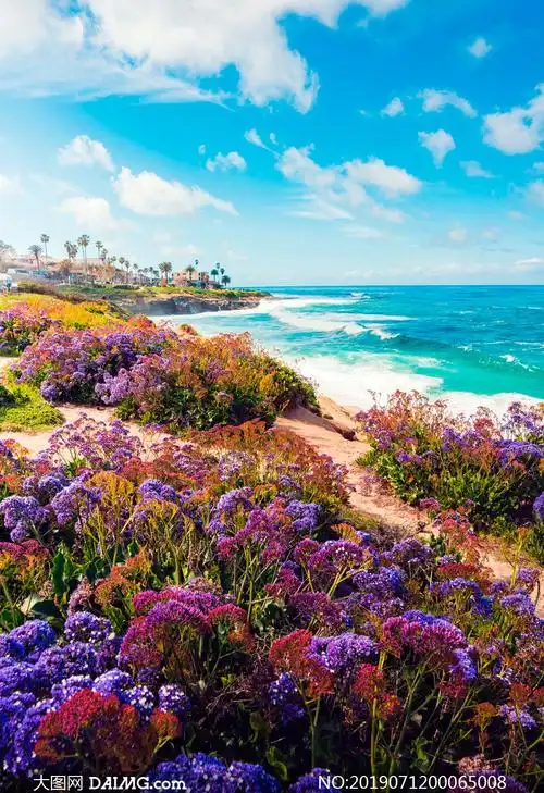 海边美丽的鲜花美景摄影图片