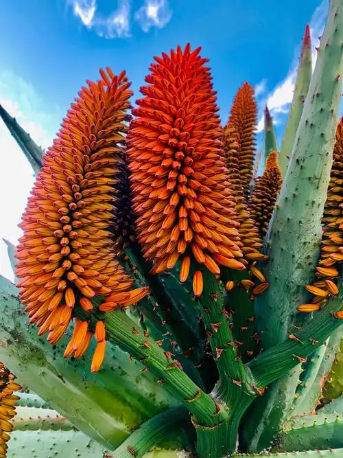 这么美丽的它为何称为"鬼切芦荟花"呢? - 美篇