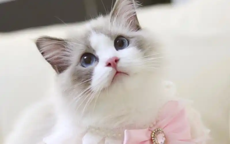 【布偶猫】摸了小猫咪的蜜桃臀,会不会被报警?