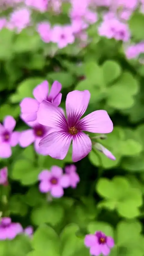 第一次见四叶草开花,你见过吗90