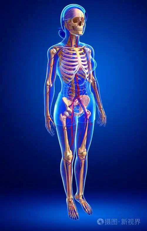 女性骨骼循环系统