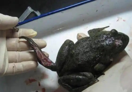 牛蛙出现了歪头病_采食率下降_生长缓慢_用中农高盛蛙益解_养殖者