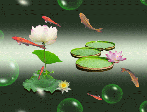 500_380gif 动态图 动图