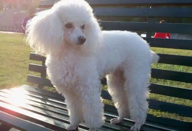 世界最聪明的十大名犬 贵宾排第二,拉布拉多仅第七