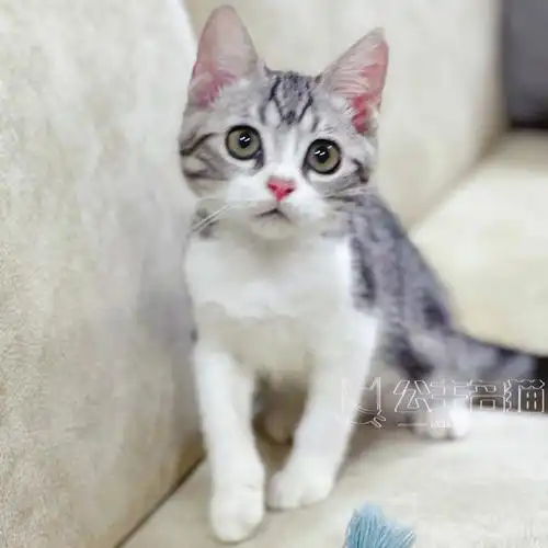 美短加白妹妹有着超级完美的花纹眼睛特