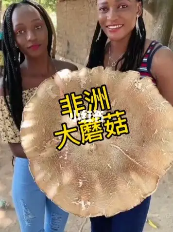 非洲的蘑菇嗯好大