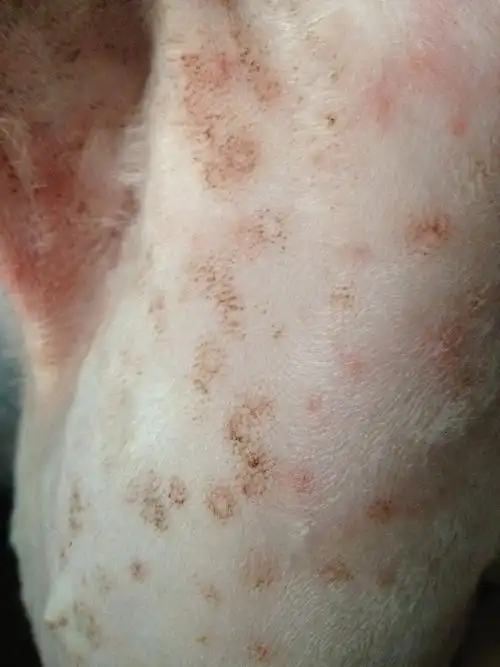 狗狗皮肤病,到底是螨虫还是真菌!高手救我!急急急!