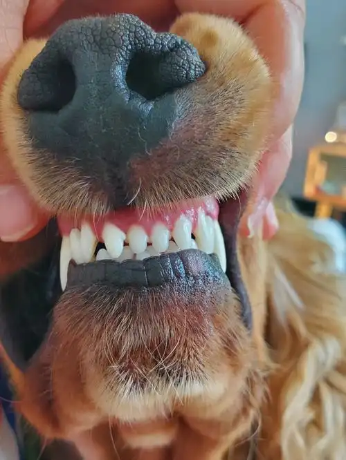 咱家小狗的牙齿真的好齐哦