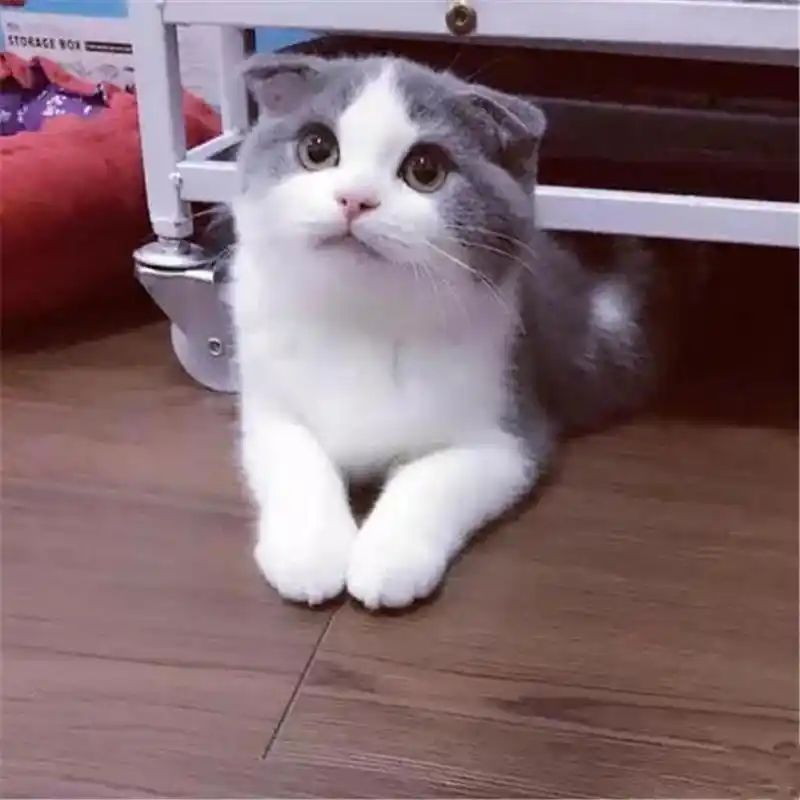cfa猫舍家养纯种英国短毛猫英短蓝白折耳猫宠物猫活体幼猫萌宠g