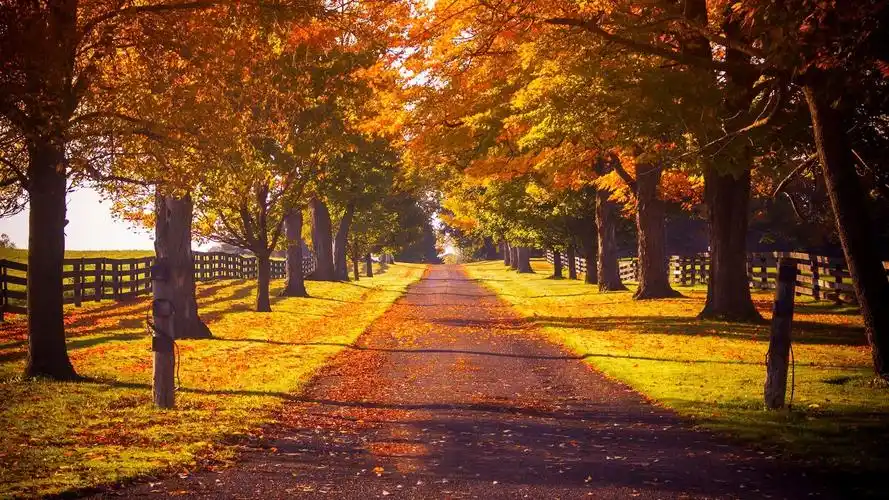 唯美好看的森林公园风景图片合集电脑桌面壁纸第二辑高清大图预览1920