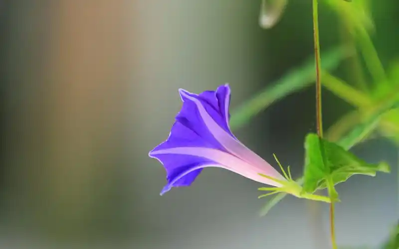 牵牛花,喇叭花 宽屏壁纸壁纸图片