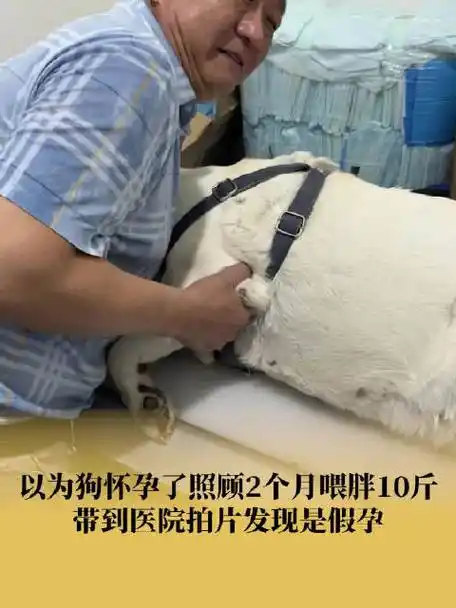 主人以为狗怀孕了照顾2月喂胖10斤##以为狗怀孕了伺候2月发现是假孕