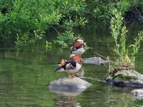 青山绿水间鸟语花香
