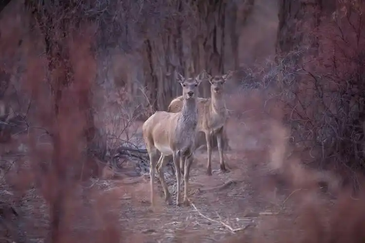 塔里木野生马鹿