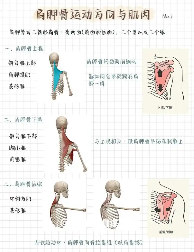 94小白学运动解剖|肩胛骨运动方向 肌肉 98基础运动解剖 肩胛骨有