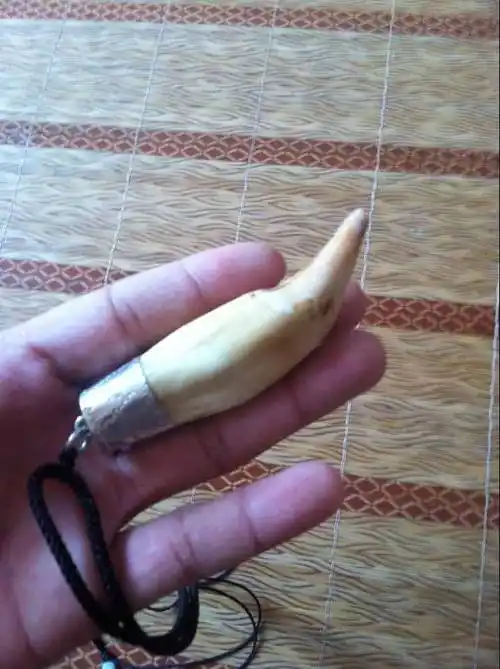 狗熊牙一个出售