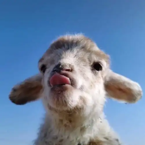 自截小羊头像 侵删