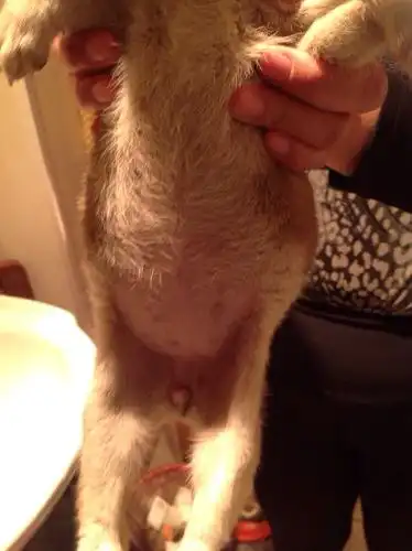 狗狗肚子很大,怎么回事?