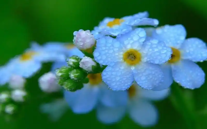 蓝色花朵特写 蓝色的小花图片