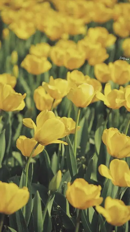 一切美好都随春天破土而出 in hangzhou … - 堆糖,美图壁纸兴趣社区