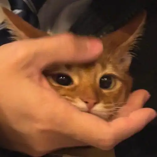 甜甜的小猫头像拍了拍你