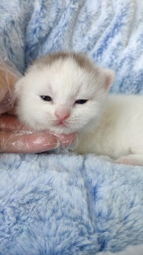 英国短毛猫 净梵文三花母猫 稀有的巧克力 锅盖头颜色