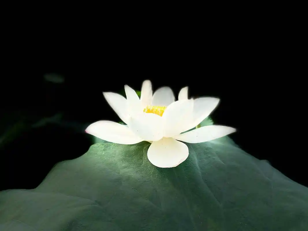 不同光的一朵花白荷花的花语是纯洁,青白,可以把白荷花赠送给 - 抖音